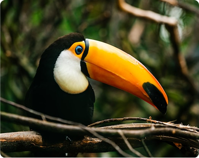 Amazon bird